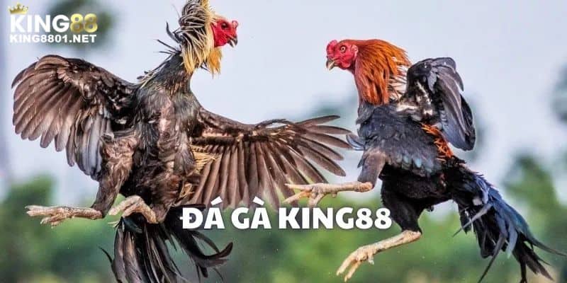 Giới thiệu về đá gà KING88 trực tuyến