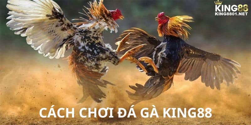 Cách chơi đá gà KING88 hiệu quả
