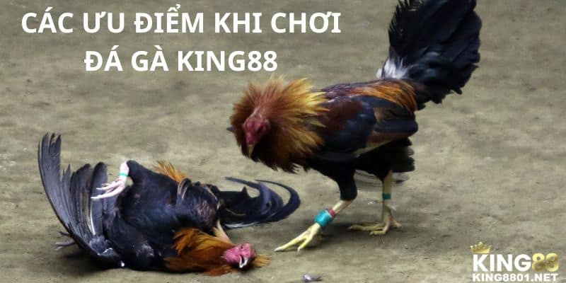 Các ưu điểm khi chơi đá gà KING88