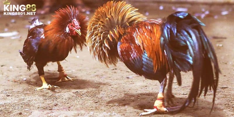 Nhà cái KING88 cung cấp các video đá gà chất lượng