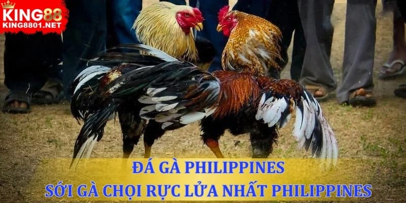 Đá gà philippines - Sới gà chọi rực lửa nhất