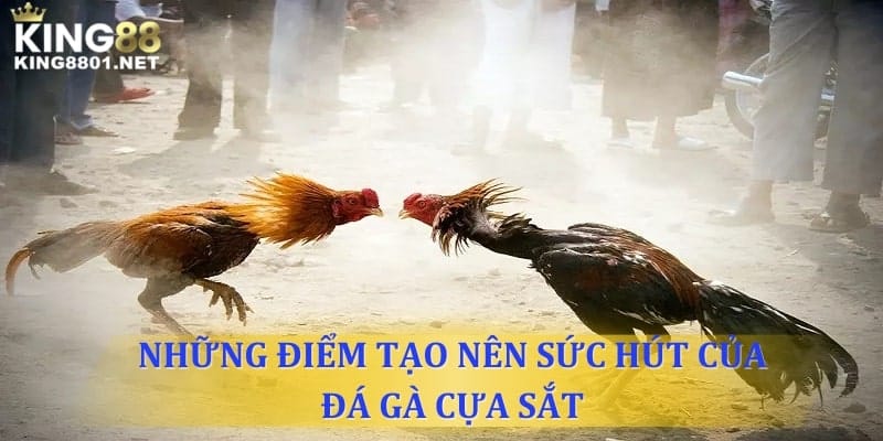 4 điểm khác biệt tạo nên sức hút đá gà cựa sắt