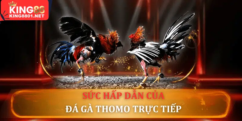 5 Lý giải sức hút của đá gà Thomo trực tiếp