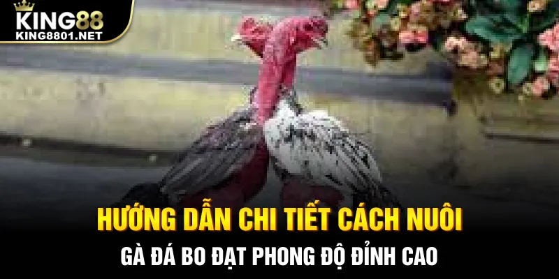 Hướng dẫn chi tiết cách nuôi gà đá bo đạt phong độ đỉnh cao