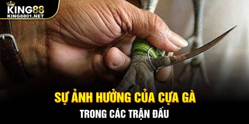 Sự ảnh hưởng của cựa gà trong các trận đấu