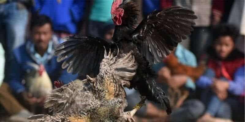 Các cửa cược đá gà tre có tại đá gà king88 Các cửa cược đá gà tre có tại đá gà king88